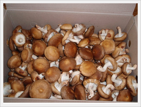 Shiitake Mushroom  Made in Korea